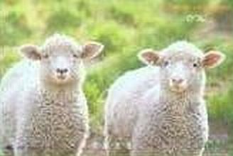 2 Young Curious Lambs
