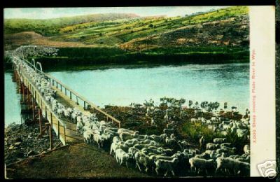 3 000 Sheep Crossing Platte River Wyoming