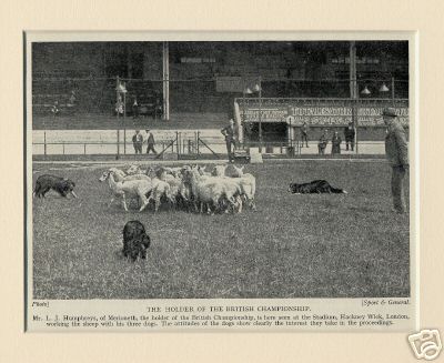 3 Bcs Work Sheep at Trials