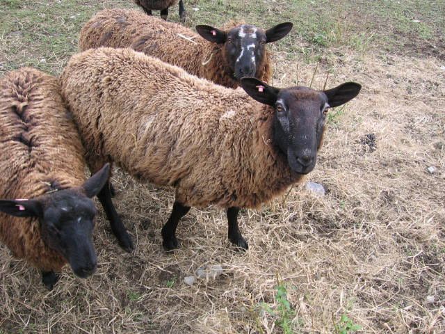3 Black Broder Leichester Sheep