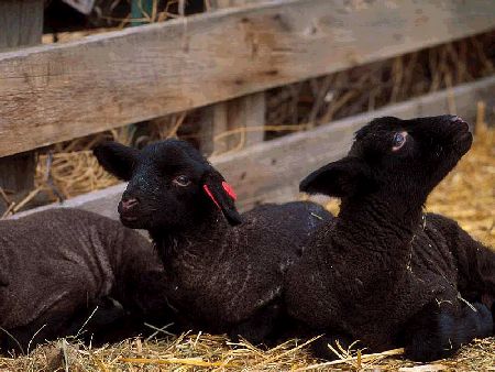 3 Black Lambs