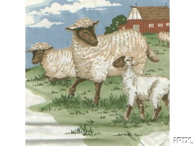 3 Brown Faced Lamb