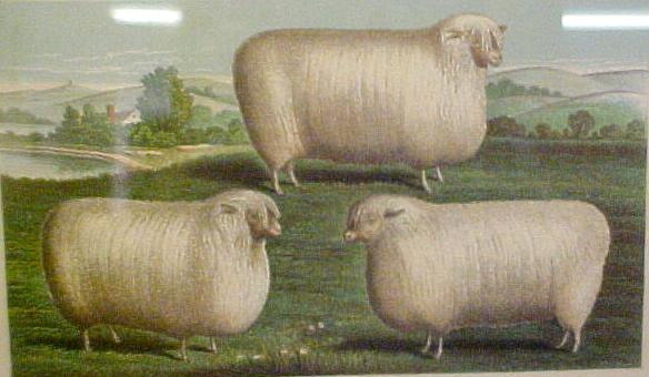 3 Cotswold Ewes
