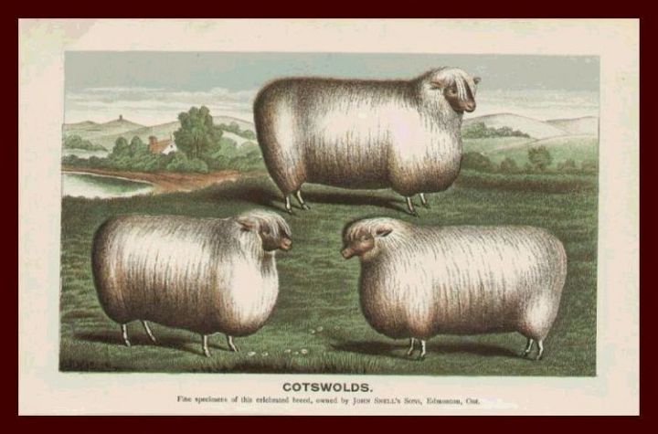 3 Cotswold Ewes