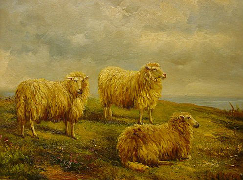 3 Ewes Alert on a Hill