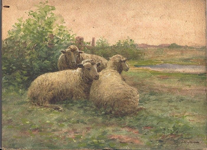 3 Ewes at Rest