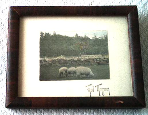 3 Ewes By a Rock Wall