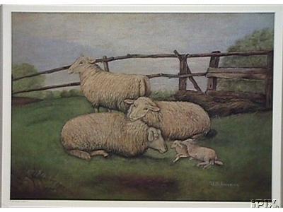 3 Ewes Twin Lambs