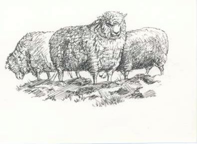 3 Faulkland Ewes