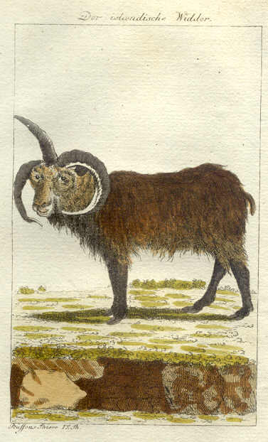 3 Horn Bufon Ram