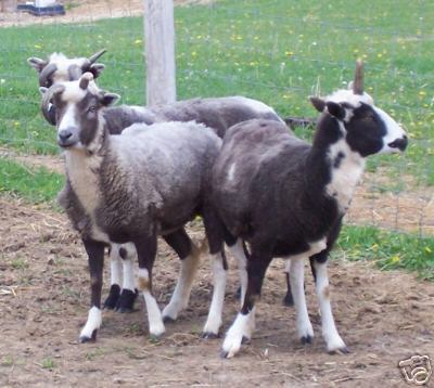 3 Jacob Ram Lambs