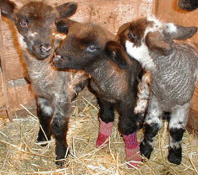 3 Lambs 1 with Socks