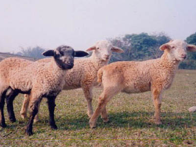 3 Little Lambs