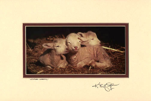 3 New Lambs