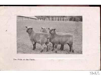 3 Nice Ewes