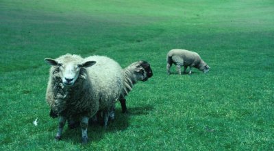 3 Pretty Sheep Persons