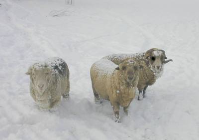 3 Rams at the End of Breeding Season