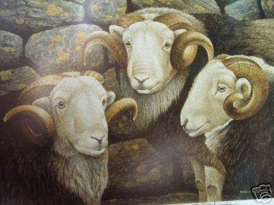 3 Rams Sheep