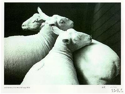 3 Sheared Sheep