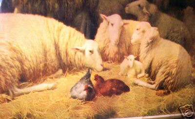 3 Sheep 2 Lambs 2 Chickens