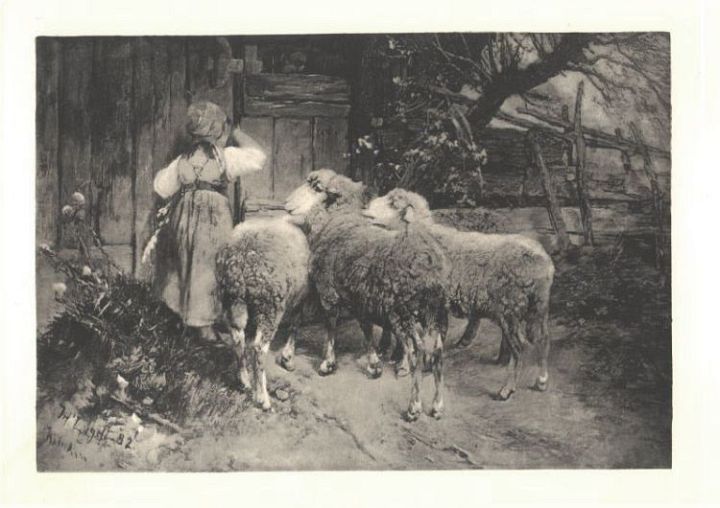 3 Sheep and Girl at Barn Door