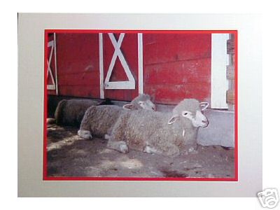 3 Sheep By a Red Barn