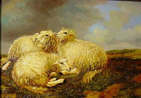 3 Sheep Cuddling