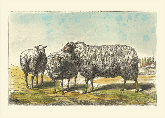 3 Sheep Etching