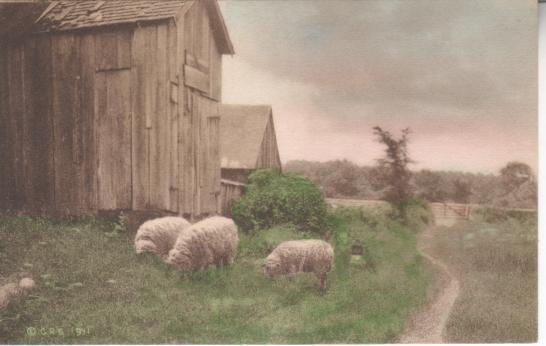 3 Sheep Graze Next to Barn
