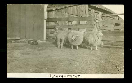 3 Sheep in a Corral