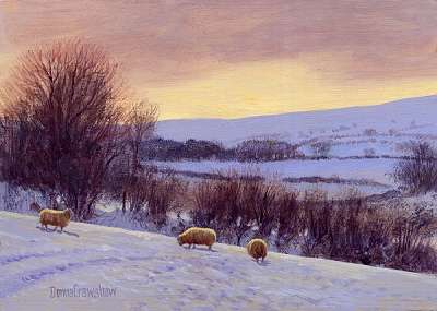 3 Sheep in Snow