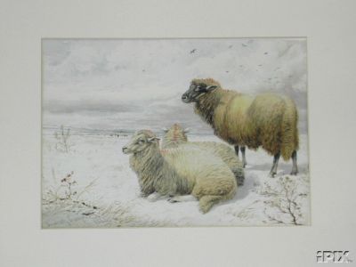 3 Sheep in Snow B