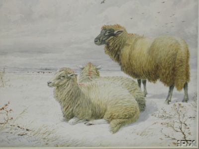 3 Sheep in Winter