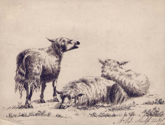 3 Sheep Resting