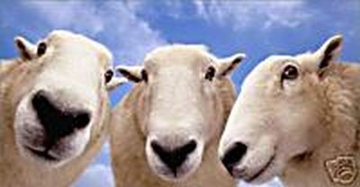 3 Sheep Sponsor