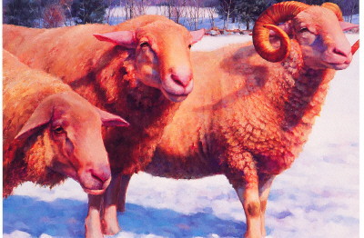 3 Sheep Yule