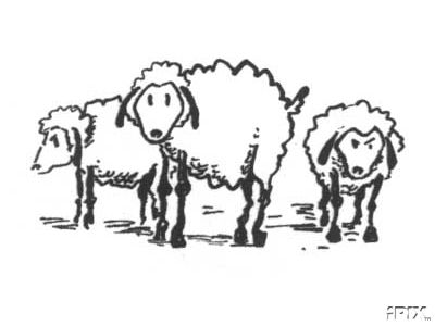3 Sheepish Ewes