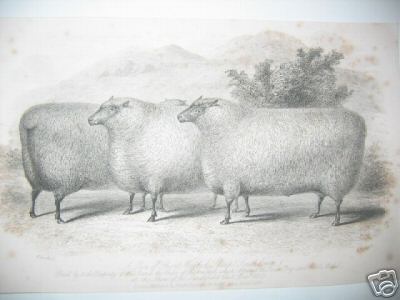 3 Short Wooled Sheep