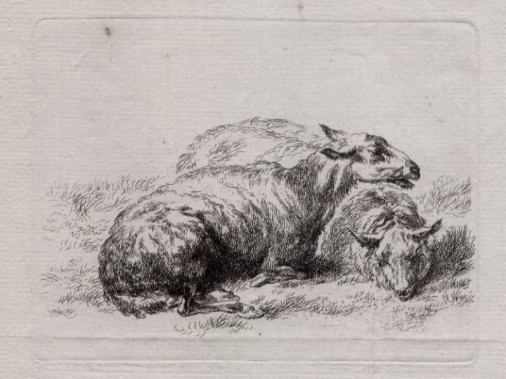 3 Sleeping Sheep Etching