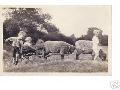 3 Small Children with Sheep Cart