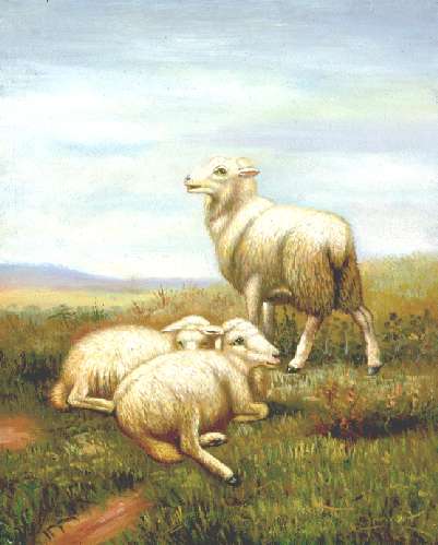 3 White Lambs