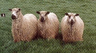 3Teeswaters Sheep