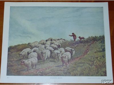 475 Domestic Sheep