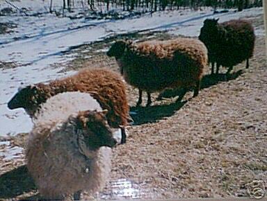4 Beautiful Shetland Ewes Sheep