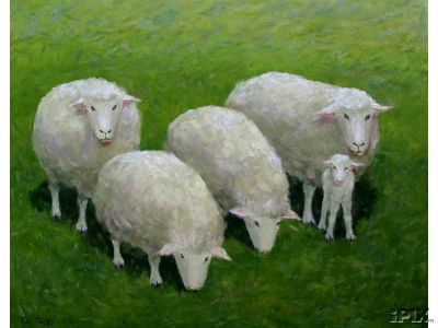 4 Ewes and 1 Lamb