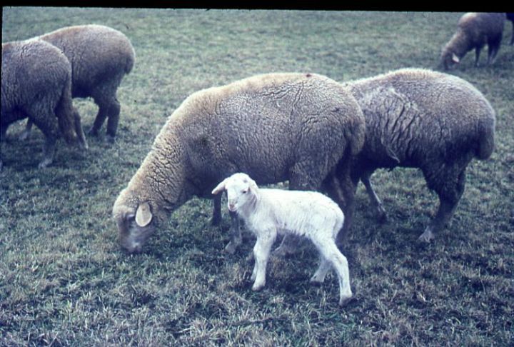4 Ewes with One Lamb