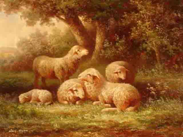 4 Ewes with One Sleeping Lamb