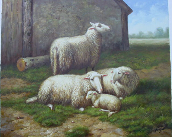 4 Generations Sheep