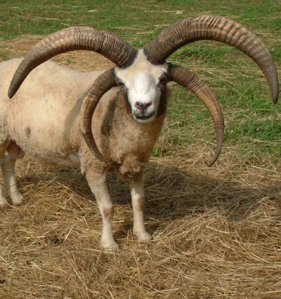 4 Horned Jacob Ram Sheep