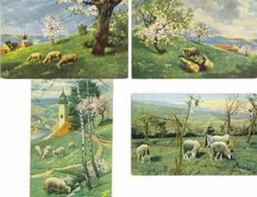 4 Nice Postcards Sheep